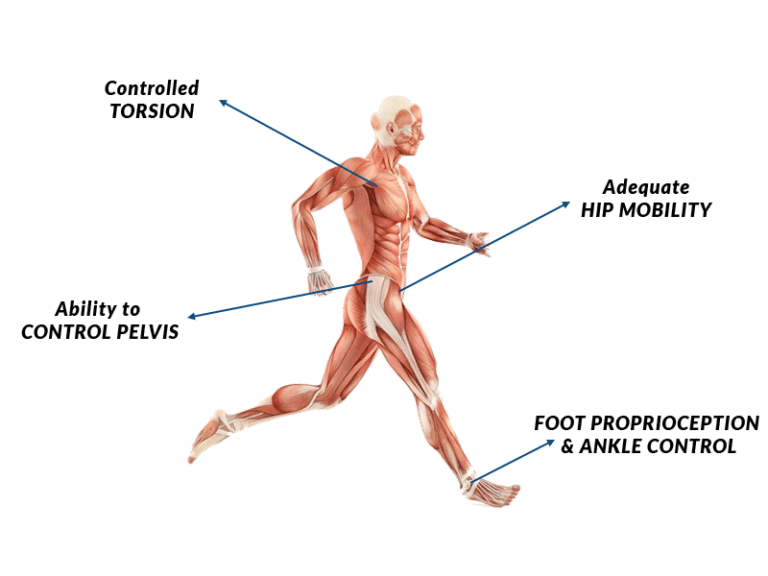 Optimizing Dynamic Stability Training A Holistic Approach