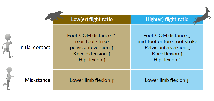 Flight ratio & kinematics