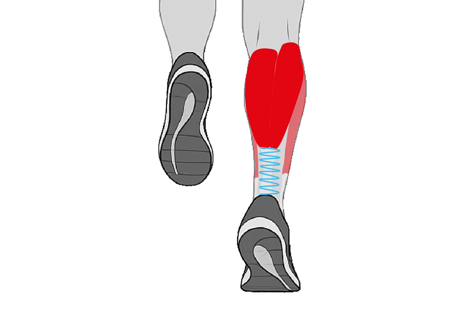 Ankle stiffness during stance phase
